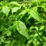 Euonymus verrucosus Leaf