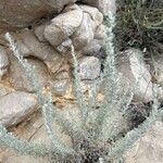 Artemisia maritima Leaf