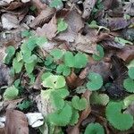 Sibthorpia peregrina Leaf