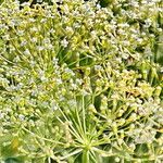 Euthamia graminifolia Flors