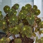 Begonia boweraeLeaf