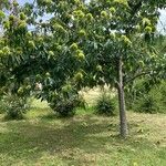 Castanea crenata Συνήθη χαρακτηριστικά