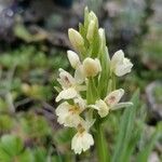 Dactylorhiza insularis Flower