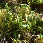 Diphasiastrum alpinum Fula