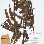 Cyathea surinamensis Лист