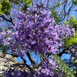 Jacaranda mimosifolia D.Don花