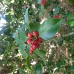 Ilex aquifoliumFruit