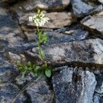 Arabis soyeri Leaf