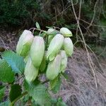 Kalanchoe pinnata 花