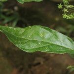 Adelia triloba Leaf