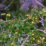 Amelanchier utahensis Fruit