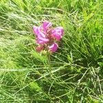 Pedicularis pyrenaica Flor