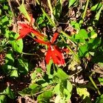 Lobelia cardinalisFlor