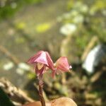Polystachya concreta Λουλούδι