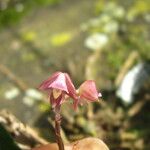 Polystachya concreta Flower