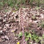 Petasites hybridusFlower