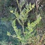 Daucus carota Habit