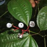 Miconia lateriflora Feuille