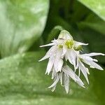 Allium ursinum Blüte
