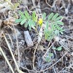 Hippocrepis biflora Habit