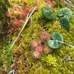 Drosera rotundifoliaFlower