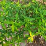 Hypericum hypericoides Leaf