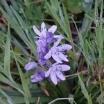 Hyacinthoides italica Flor