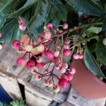 Ardisia crenata Fruit