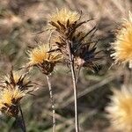Serratula tinctoria Fruchs