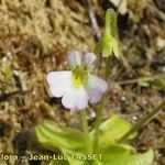 Pinguicula crystallina Žiedas