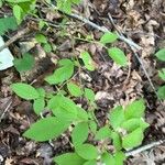 Vaccinium pallidum Hoja