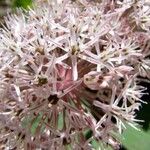 Allium karataviense Blomst