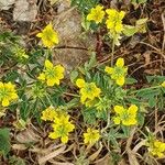 Trigonella esculenta Çiçek