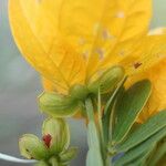 Senna skinneri Flower