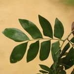 Gilletiodendron kisantuense Leaf