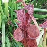 Sarracenia flava Fula