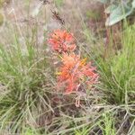 Castilleja applegatei Blodyn