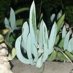 Senecio serpens Blad