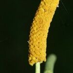 Vachellia collinsii Fruit