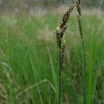 Carex buxbaumii Fruit