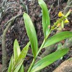 Polystachya pyramidalis Leaf