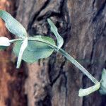 Eucalyptus globulus Leaf