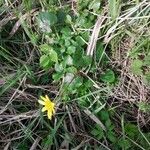 Ranunculus ficaria Hostoa