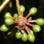 Guatteria hirsuta Fruit