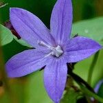 Campanula garganica Cvet