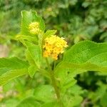 Lantana viburnoides Flower