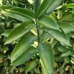 Ruscus hypophyllum Flower