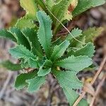 Glebionis segetum Hoja