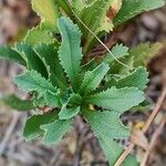 Glebionis segetum Leaf