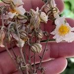 Helianthemum apenninum Blodyn